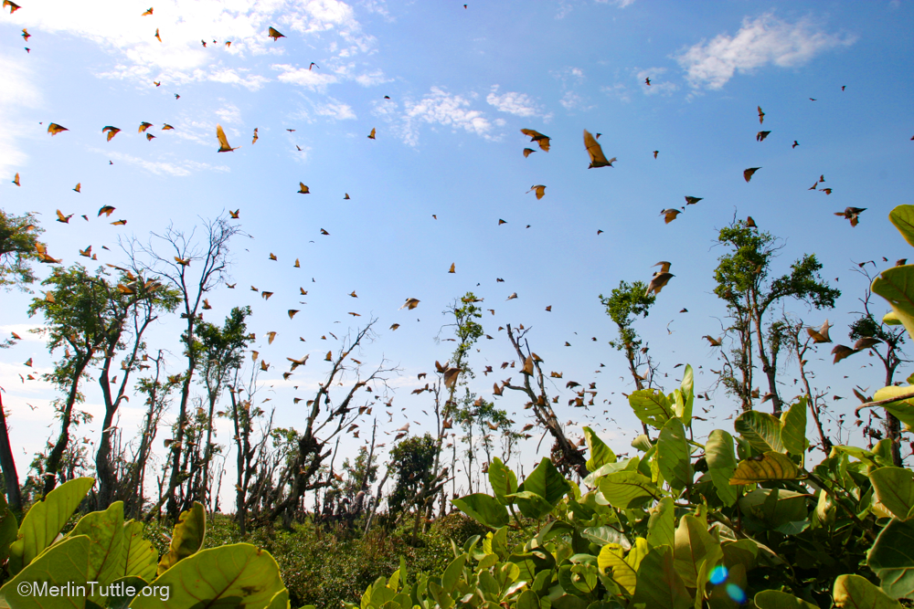 About the Save Kasanka Bats! campaign on Bonfire 1