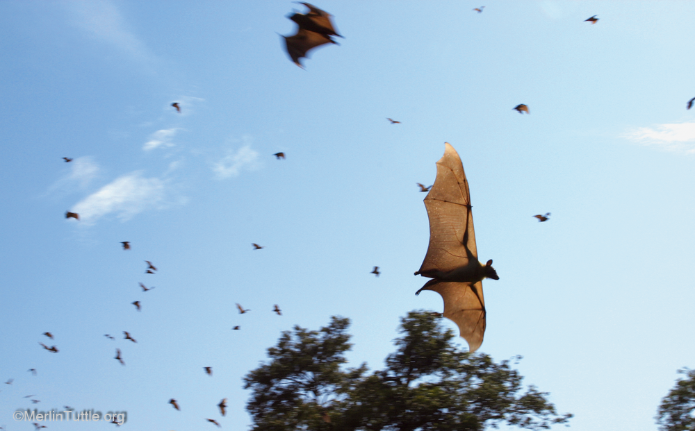 About the Save Kasanka Bats! campaign on Bonfire 5