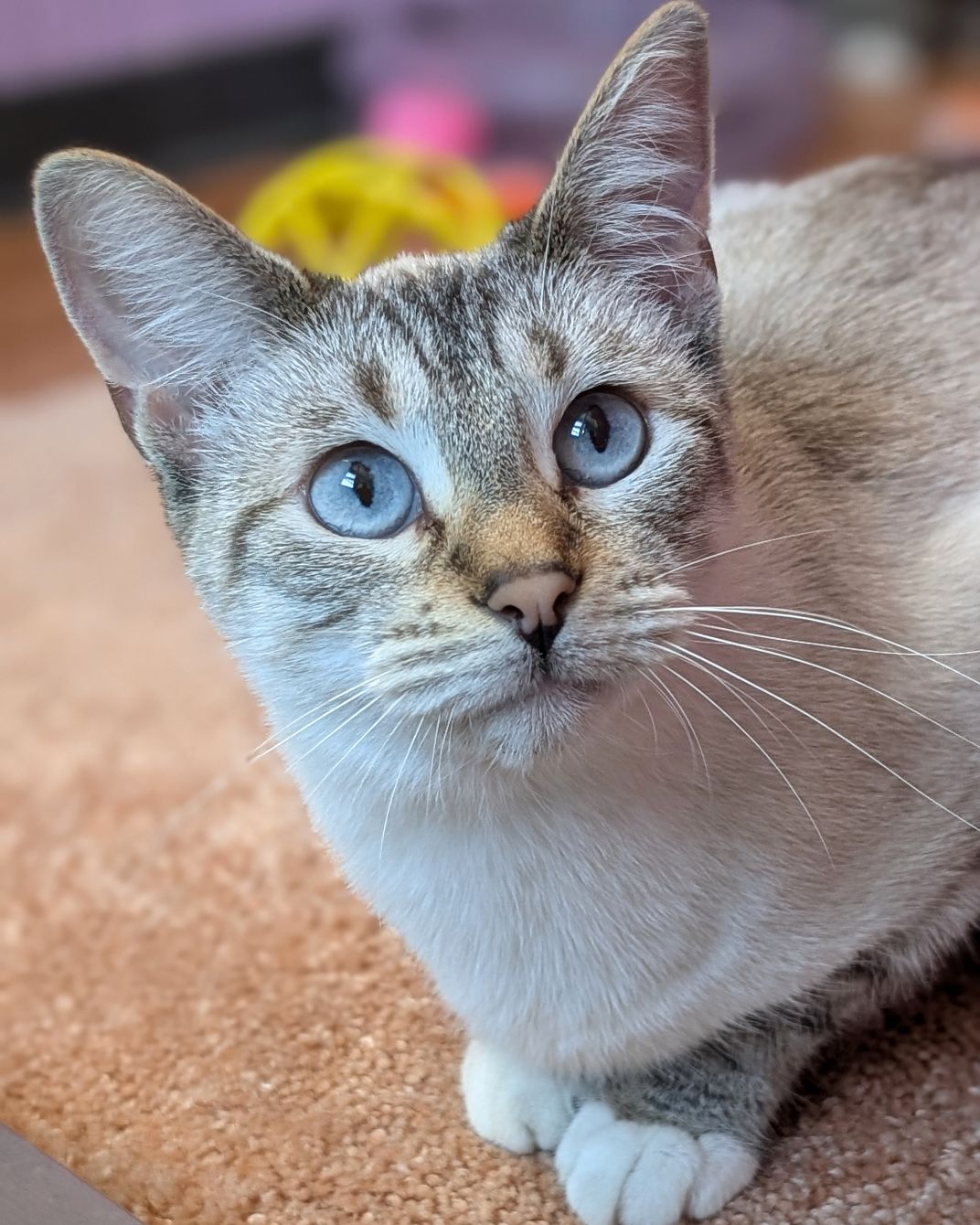 About the  campaign on Bonfire 3