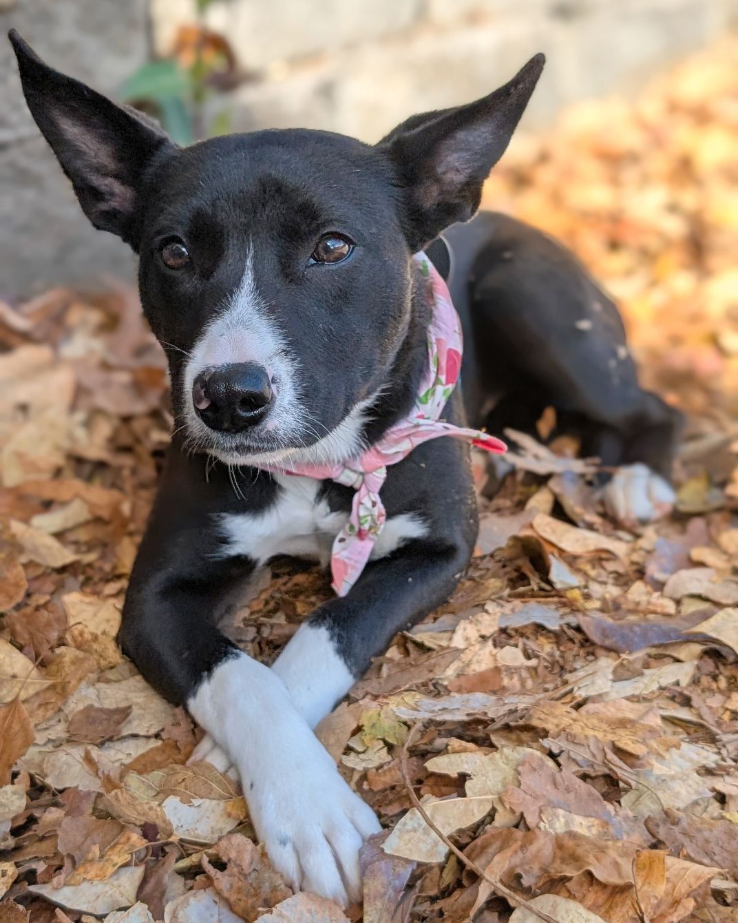 About the  campaign on Bonfire 2