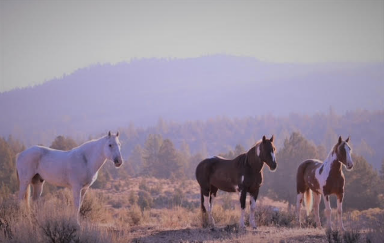 About the Return to the Wild: MSSPA / Skydog Ranch campaign on Bonfire 2