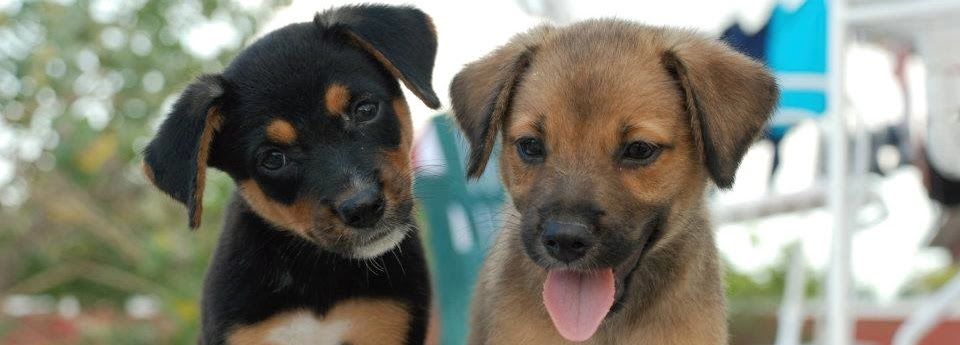 About the Potcake Place K-9 Rescue campaign on Bonfire 1