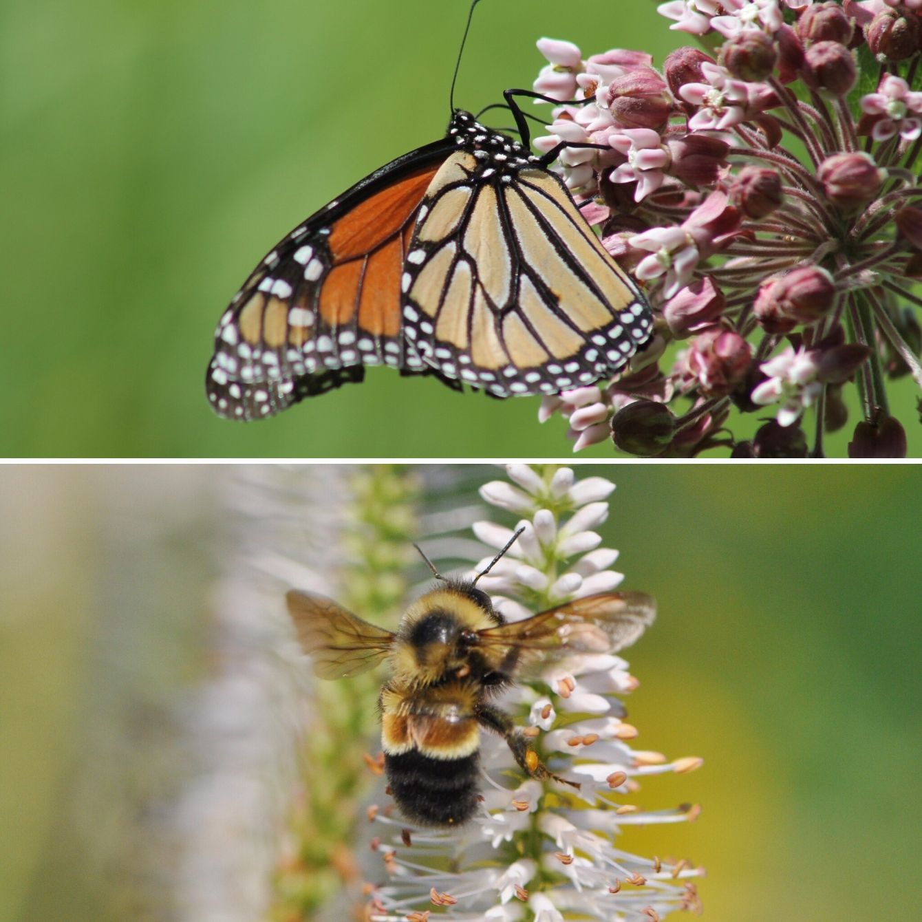 About the Pollinator Partnership's Project Wingspan ? campaign on Bonfire 2