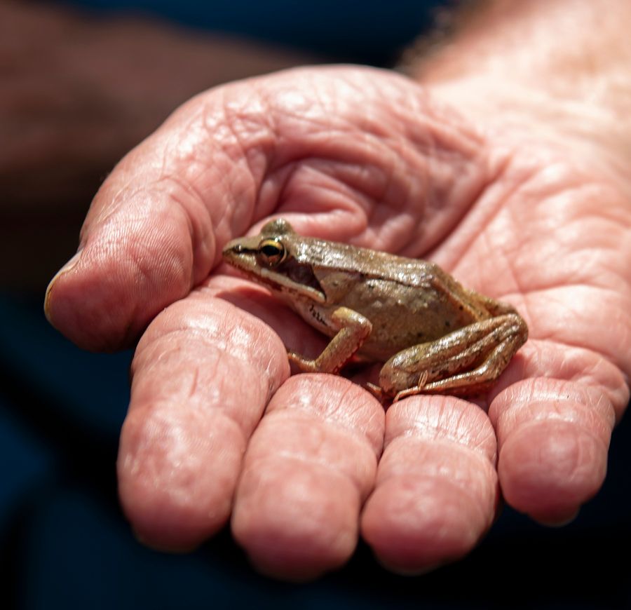 About the BEAT Wood Frog Shirt (black font) campaign on Bonfire 1
