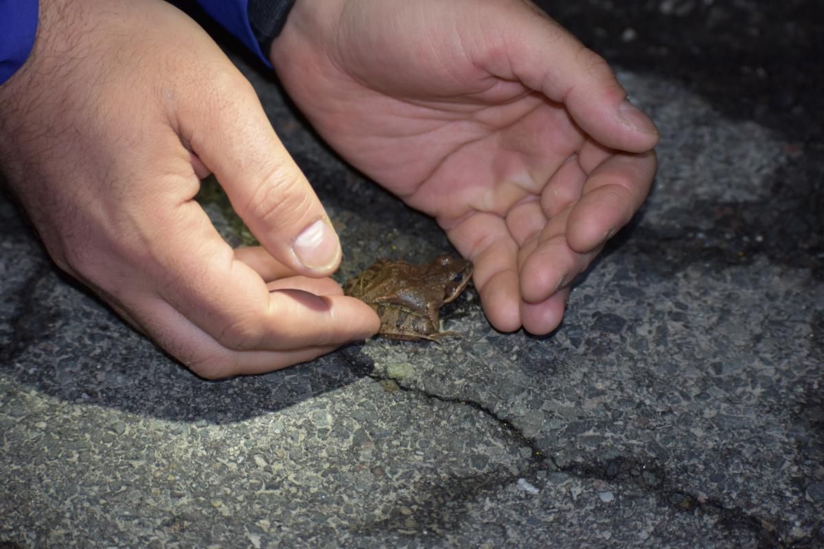 About the BEAT Wood Frog Shirt (black font) campaign on Bonfire 3