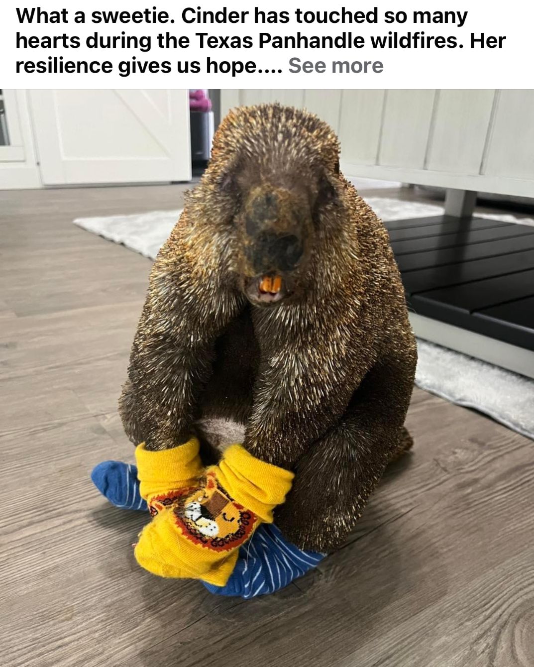 About the 1950s Fighting Double T mascot. campaign on Bonfire 2