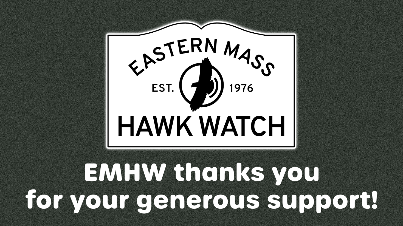 About the Eastern Mass Hawk Watch campaign on Bonfire 14