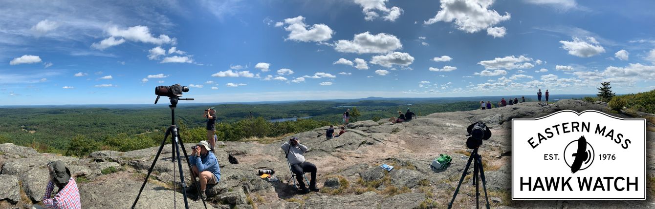 About the Eastern Mass Hawk Watch campaign on Bonfire 1