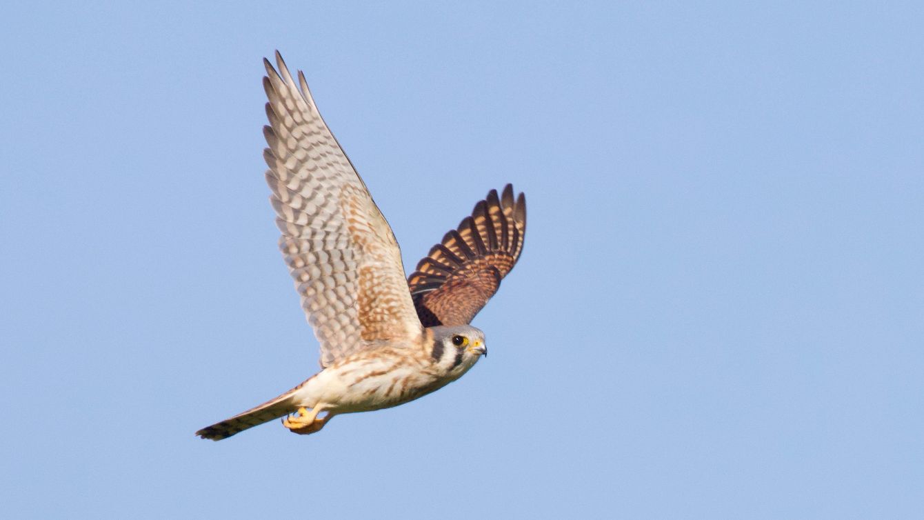 About the Eastern Mass Hawk Watch campaign on Bonfire 10
