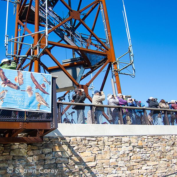 About the Eastern Mass Hawk Watch campaign on Bonfire 4