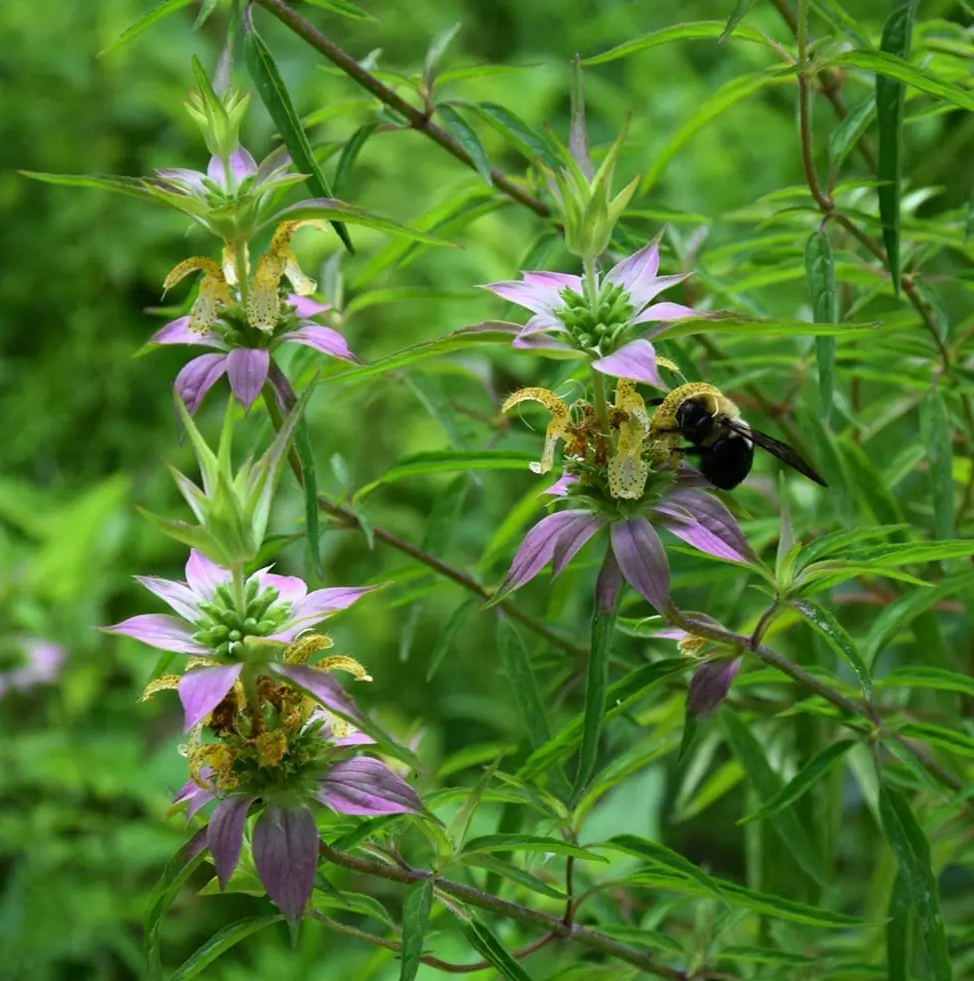 About the Spotted Beebalm 2023 Plant of the Year w Logo campaign on Bonfire 2