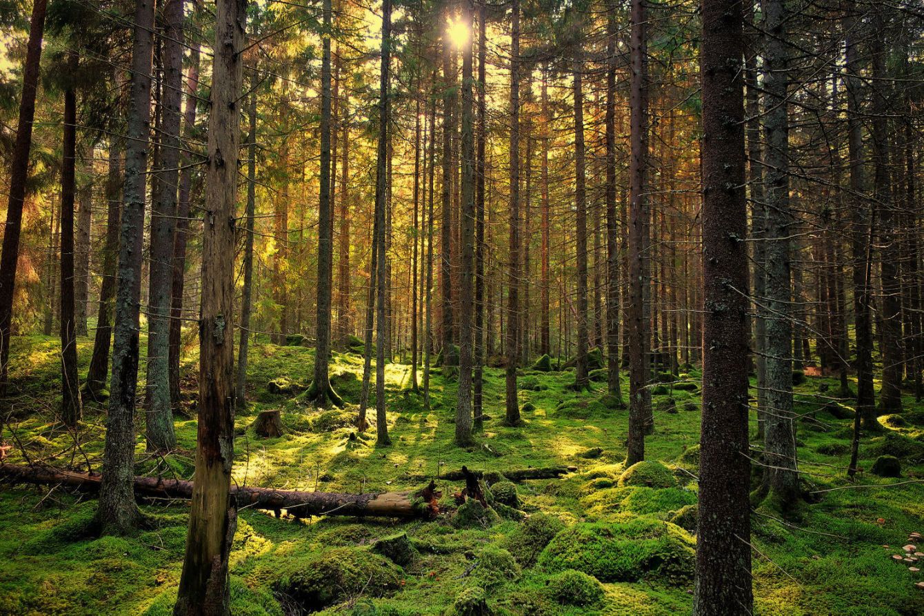 About the Ironwood Foraging logo merch campaign on Bonfire 2