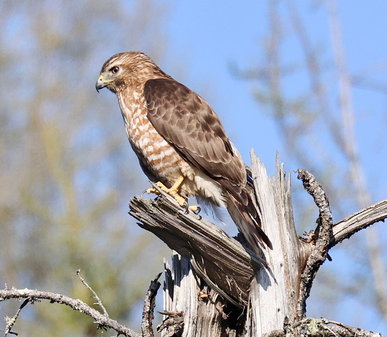 About the Central Flyway Broad-winged Hawk Project campaign on Bonfire 2