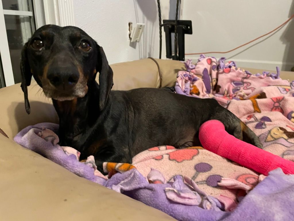 About the Foster an Old Dog campaign on Bonfire 2