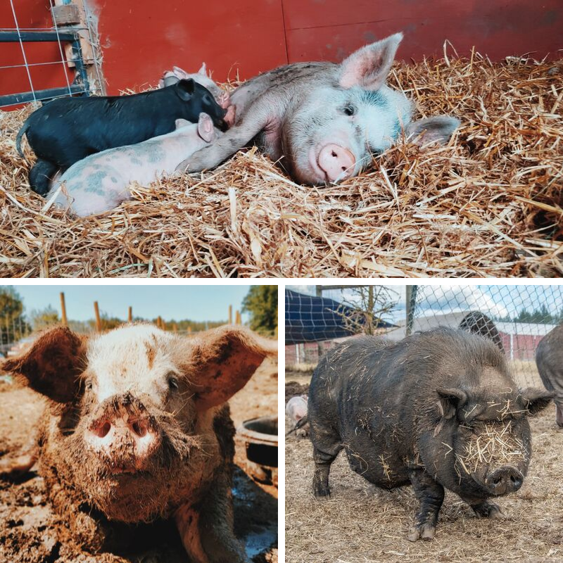 About the Be Free, Be Loved campaign on Bonfire 3