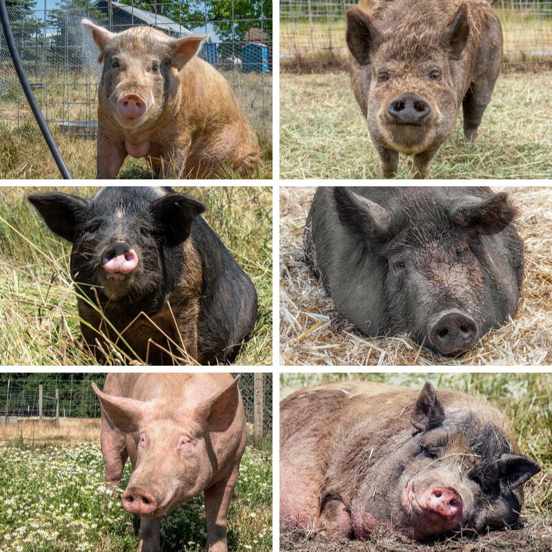 About the Be Free, Be Loved campaign on Bonfire 2