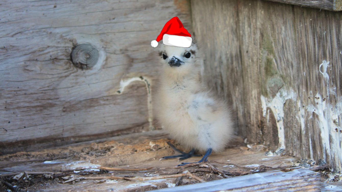 About the All-White Logo campaign on Bonfire 2