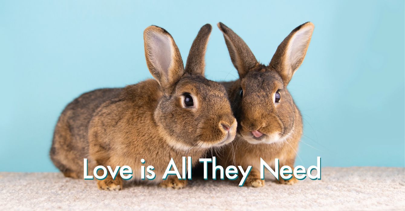 About the Long Island Rabbit Rescue campaign on Bonfire 2