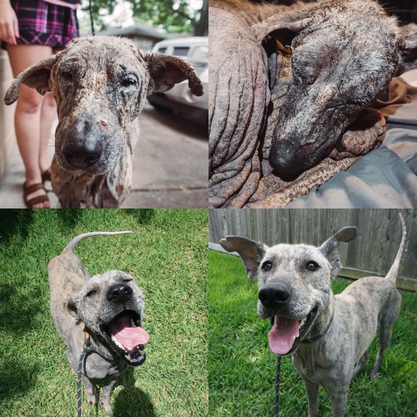 About the caitiesfosterfam campaign on Bonfire 2