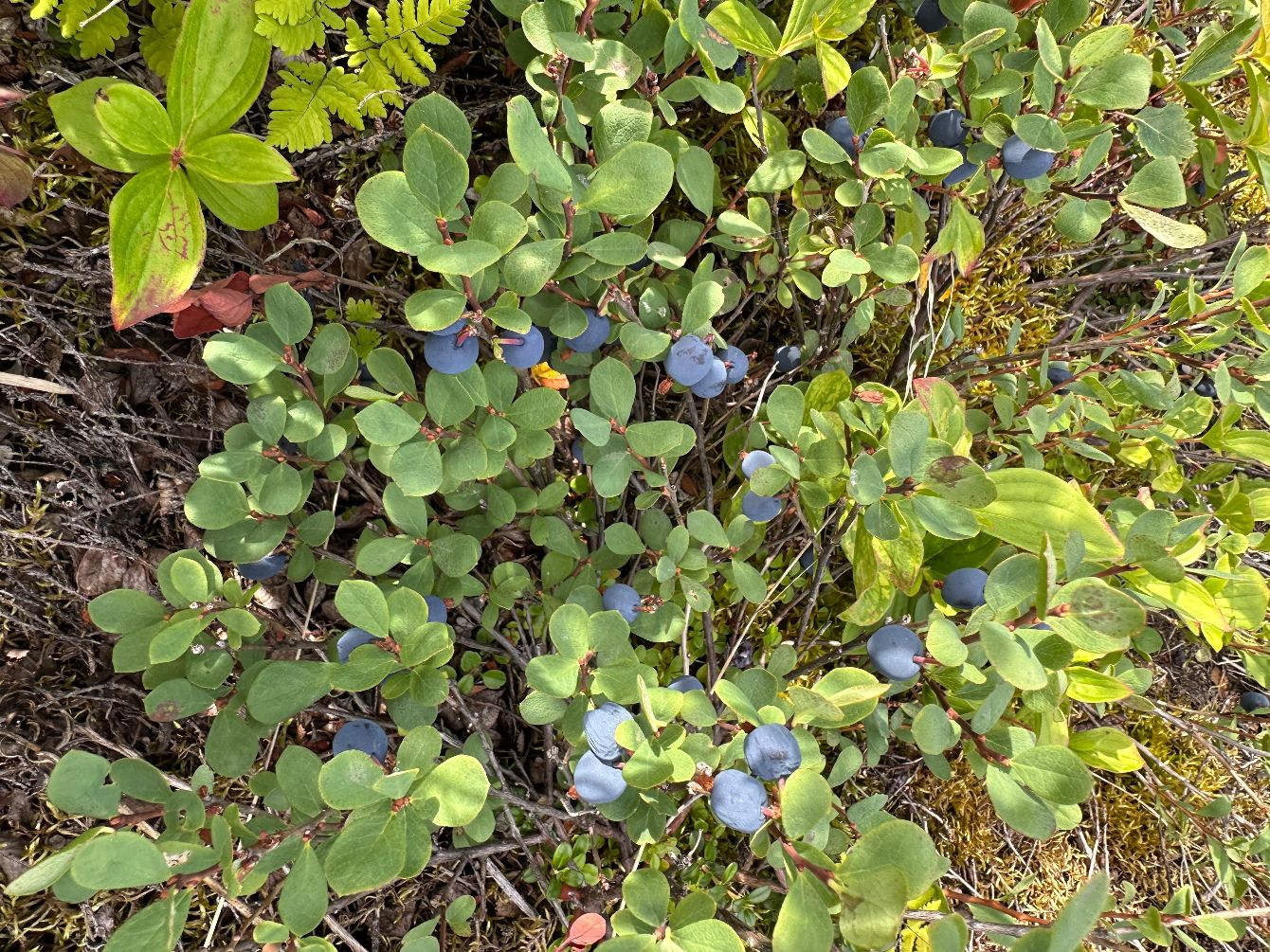 About the  campaign on Bonfire 2