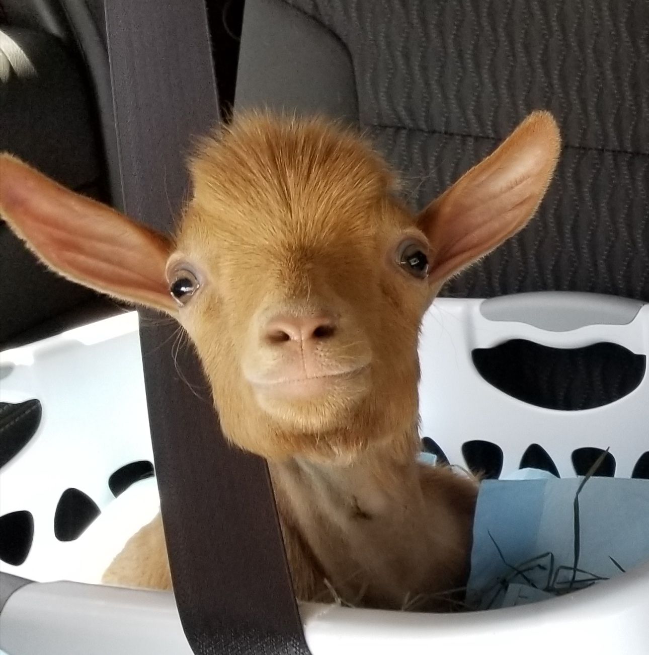 About the Fight Like a Goat! campaign on Bonfire 2