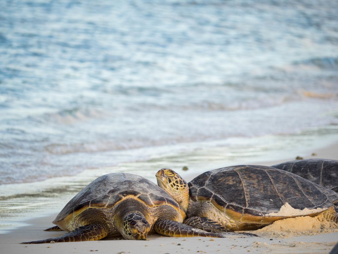 About the  campaign on Bonfire 2