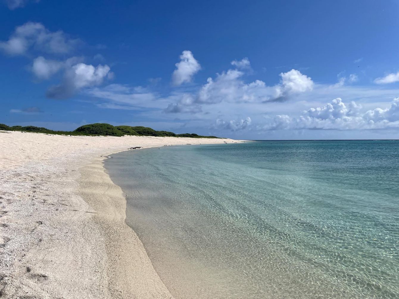 About the Kamole- Laysan Island campaign on Bonfire 2