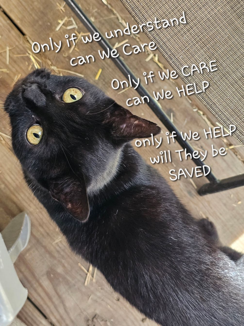 About the  campaign on Bonfire 2