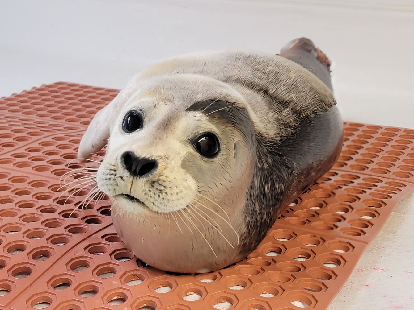 About the MMSC LOVE- Harbor Seal campaign on Bonfire 2