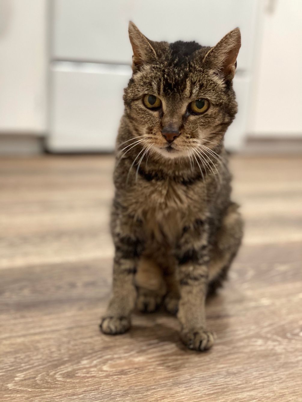 About the Rex the UN-paralyzed Cat campaign on Bonfire 8