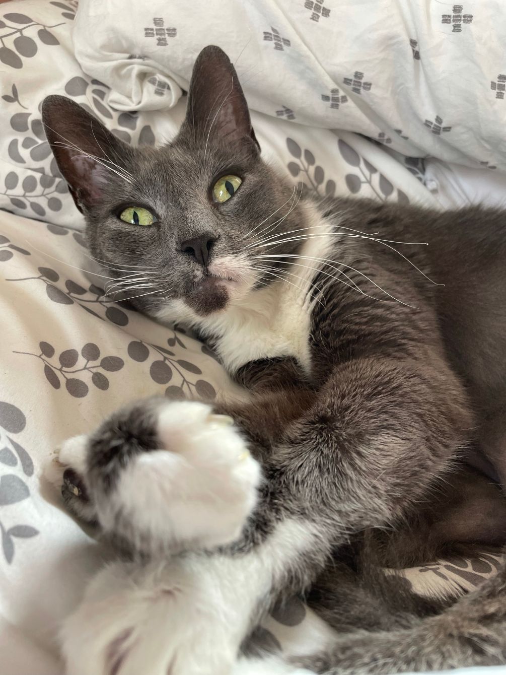 About the Rex the UN-paralyzed Cat campaign on Bonfire 6