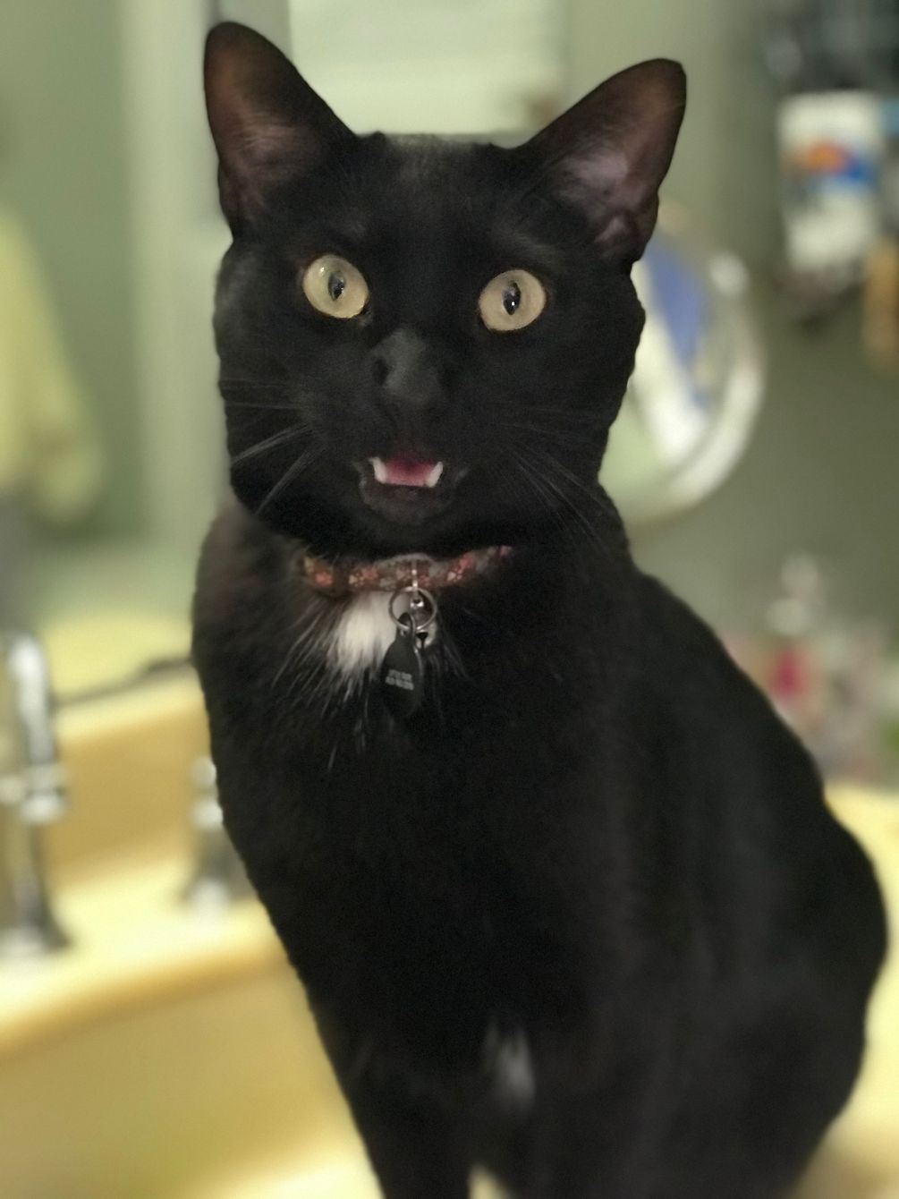 About the Rex the UN-paralyzed Cat campaign on Bonfire 7