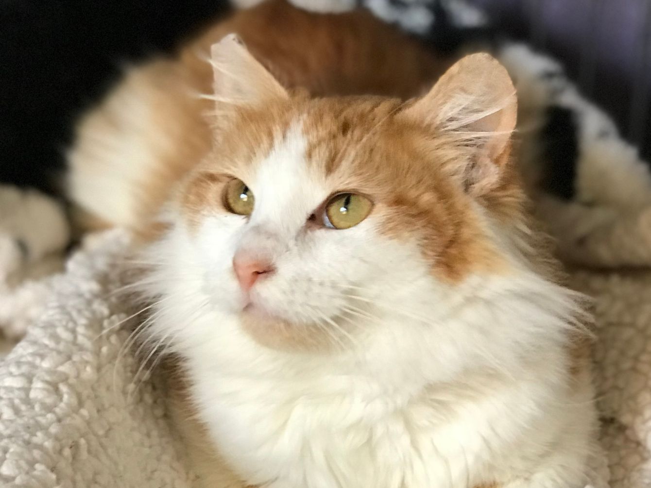 About the Rex the UN-paralyzed Cat campaign on Bonfire 11