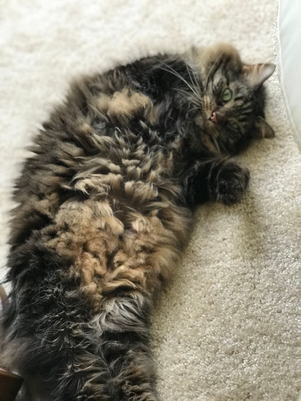 About the Rex the UN-paralyzed Cat campaign on Bonfire 12