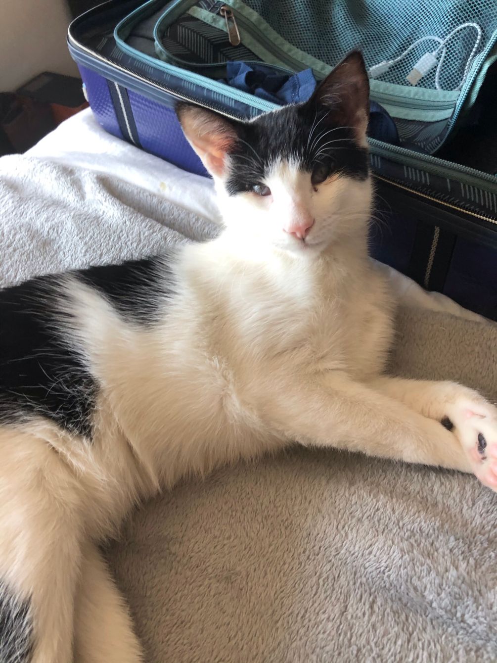 About the Rex the UN-paralyzed Cat campaign on Bonfire 9