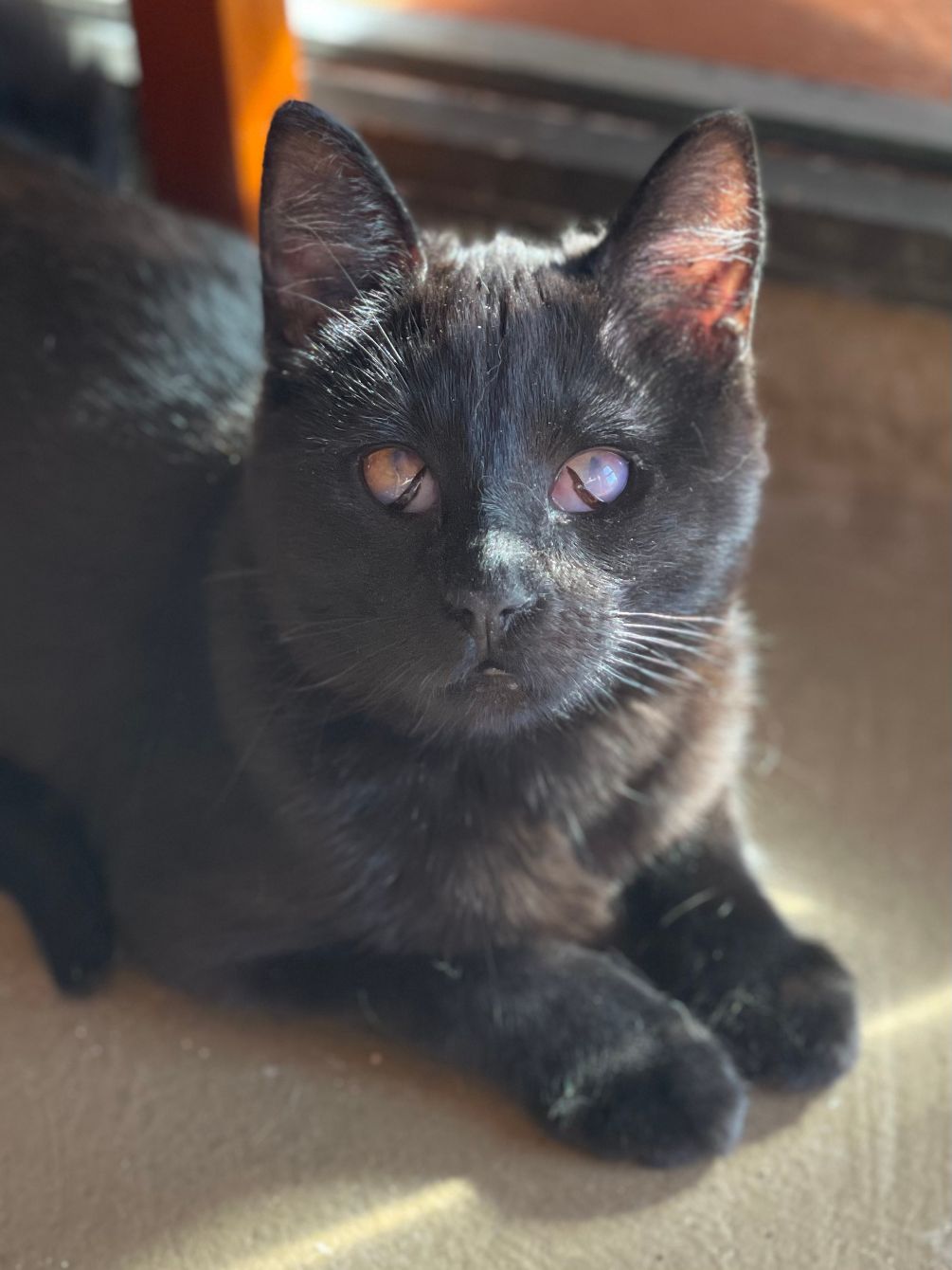 About the Rex the UN-paralyzed Cat campaign on Bonfire 4