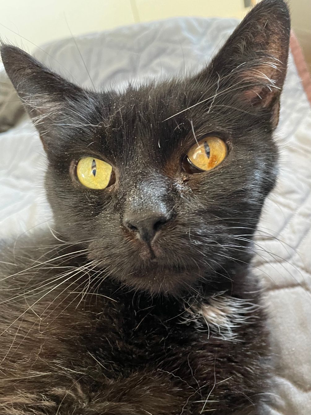 About the Rex the UN-paralyzed Cat campaign on Bonfire 2