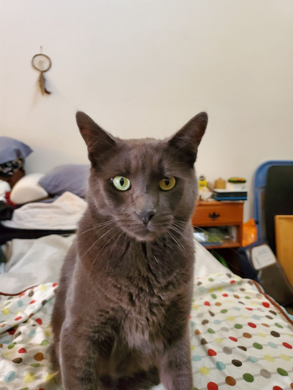 About the Rex the UN-paralyzed Cat campaign on Bonfire 5