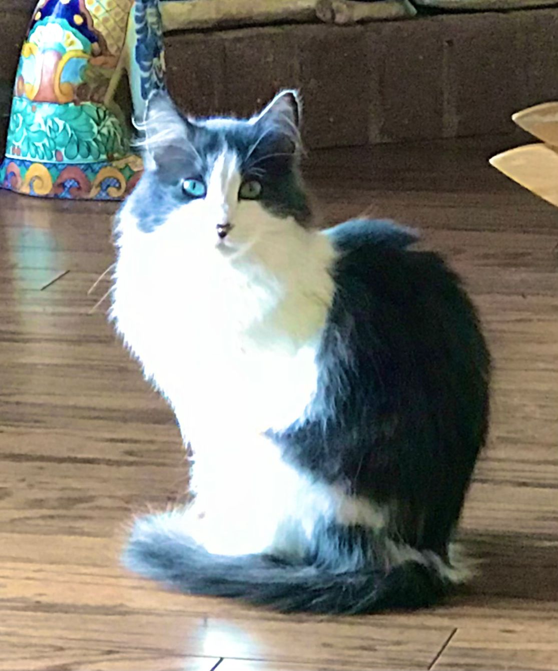 About the Rex the UN-paralyzed Cat campaign on Bonfire 13