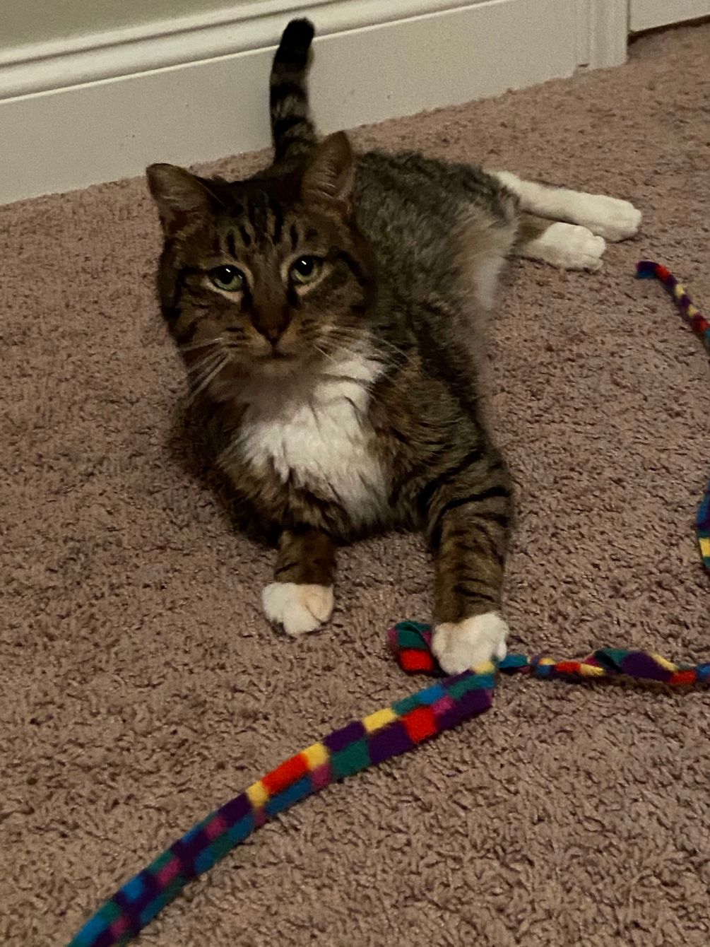 About the Rex the UN-paralyzed Cat campaign on Bonfire 10