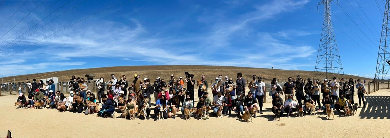 About the Bay Area Shiba Inu Club campaign on Bonfire 2