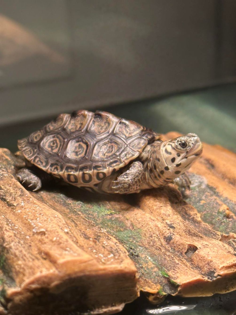 About the All you need is love... and turtles! campaign on Bonfire 2