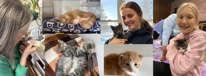 About the PCHS Cat Design Apparel Fundraiser campaign on Bonfire 2