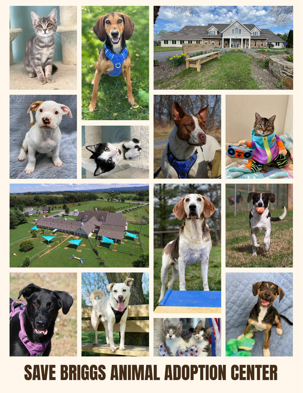 About the Save Briggs Animal Adoption Center campaign on Bonfire 2