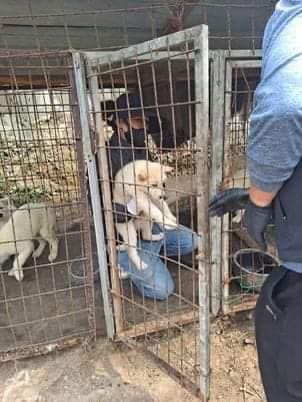 About the Help save dog meat trade survivors campaign on Bonfire 8