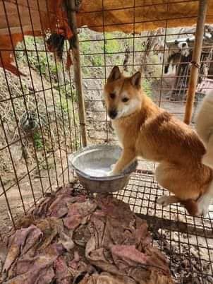 About the Help save dog meat trade survivors campaign on Bonfire 7