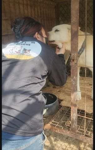 About the Help save dog meat trade survivors campaign on Bonfire 3