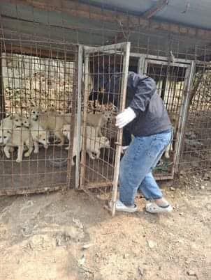 About the Help save dog meat trade survivors campaign on Bonfire 2
