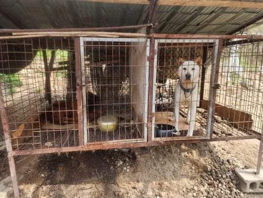 About the Help save dog meat trade survivors campaign on Bonfire 4