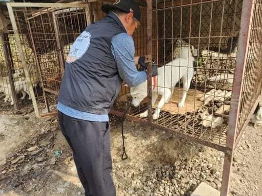 About the Help save dog meat trade survivors campaign on Bonfire 5